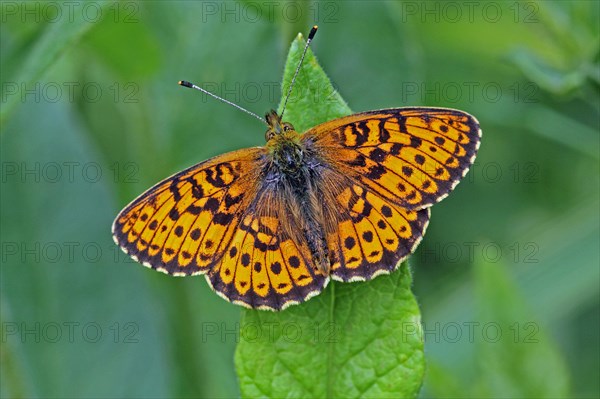 Meadowsweet mother-of-pearl butterfly