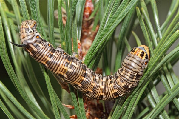 Pine Hawk Moth