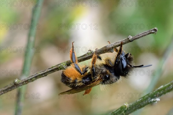 Bellflower scissor bee