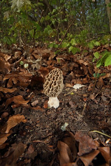 Edible morel