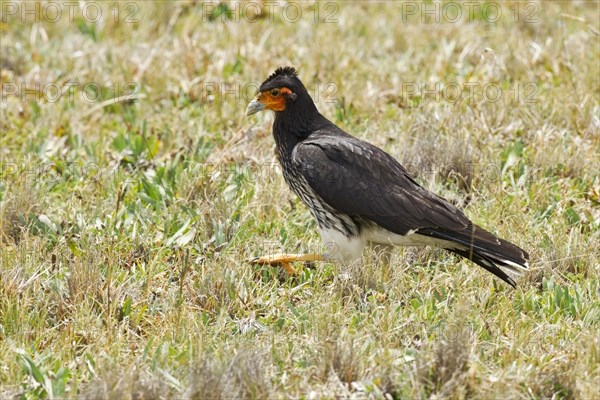 Carunculated caracara