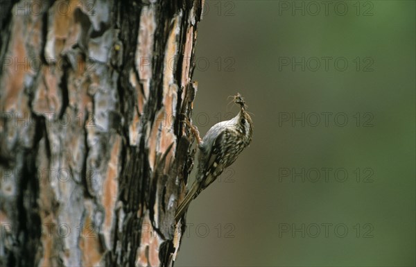 Short-toed treecreeper