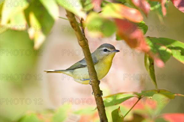 Philadelphia Vireo