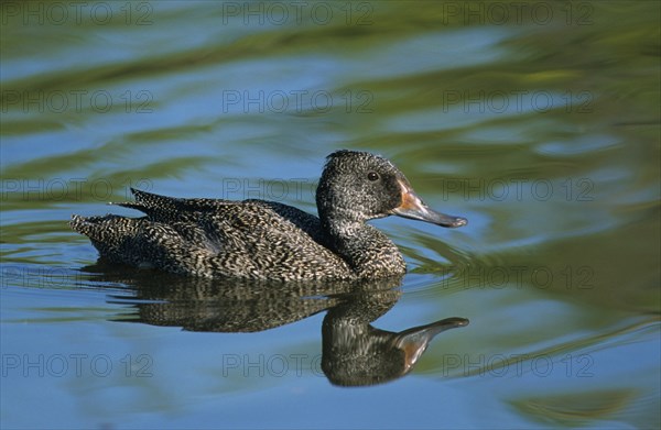 Freckled duck