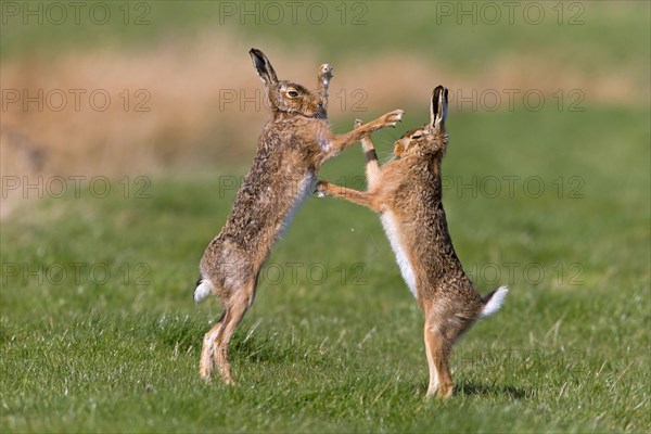 European Hare