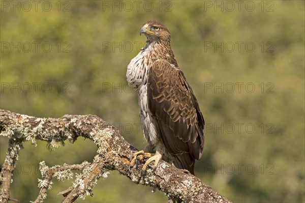 Bonelli's Eagle