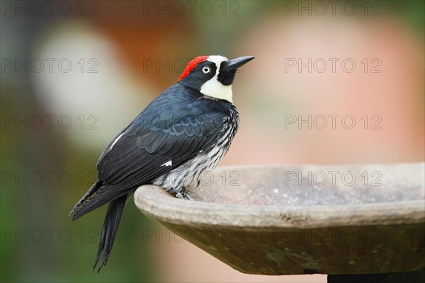 Acorn Woodpecker