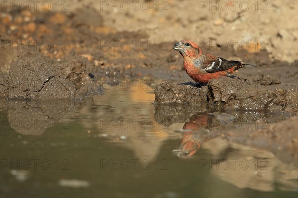 Two-barred crossbill