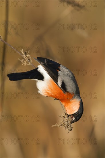 Eurasian bullfinch