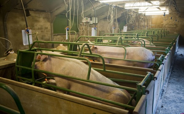 Pig farming