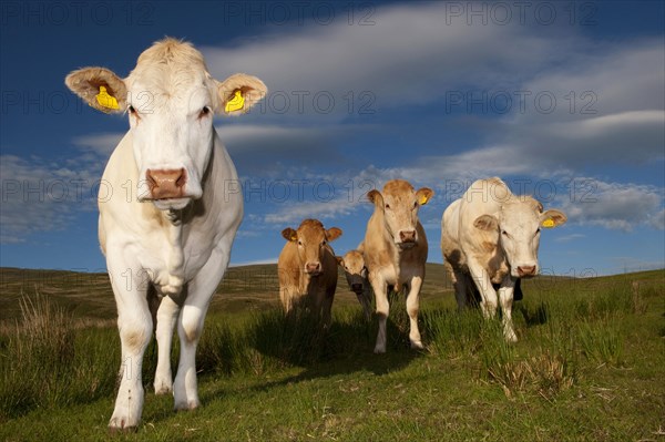 Domestic cattle