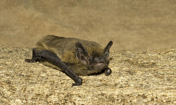 Common Pipistrelle