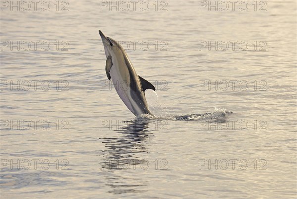 Short-beaked Common Dolphin