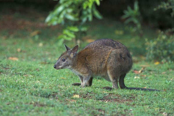 Rednecked Pademelon