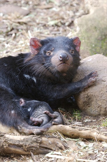 Tasmanian devil