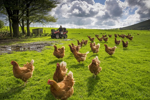 Domestic chickens