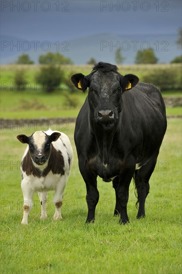 Domestic cattle