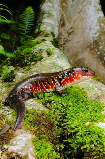 Fire Skink