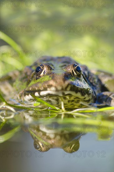 Marsh frog