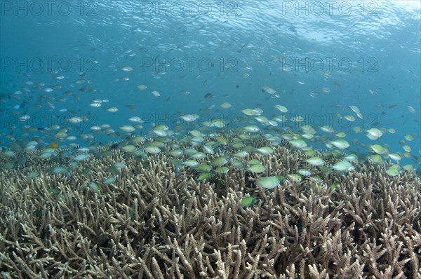 School of Green Chromis