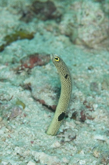 Spotted Eel