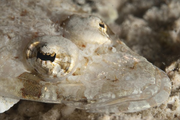 Longsnout flathead