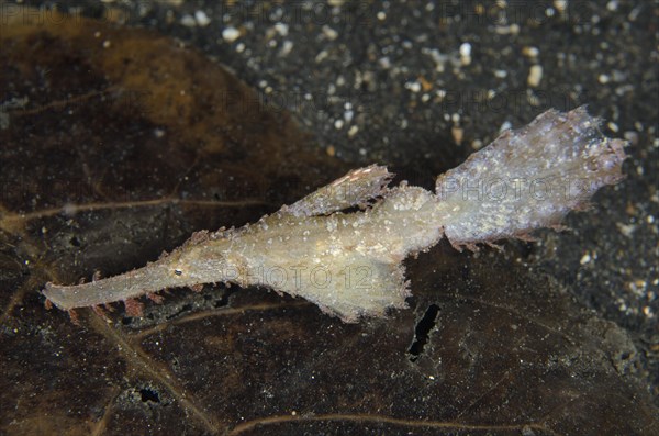 Roughsnout Ghostpipefish