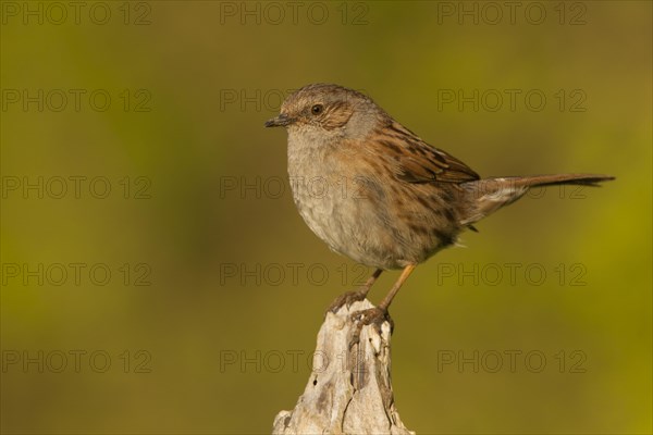 Dunnock