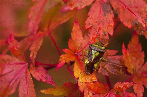 Hawthorn Shieldbug