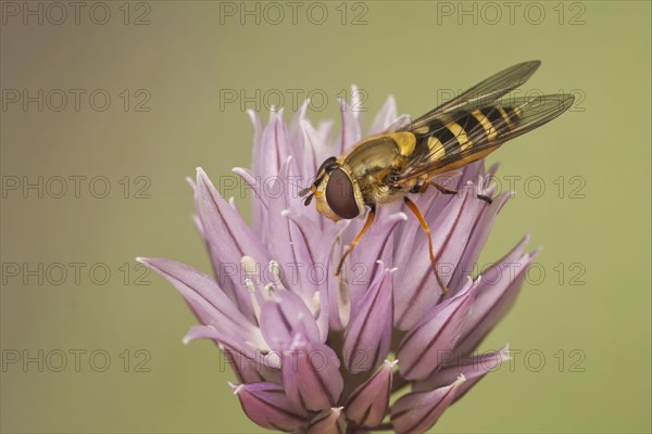 Common ribbon hoverfly