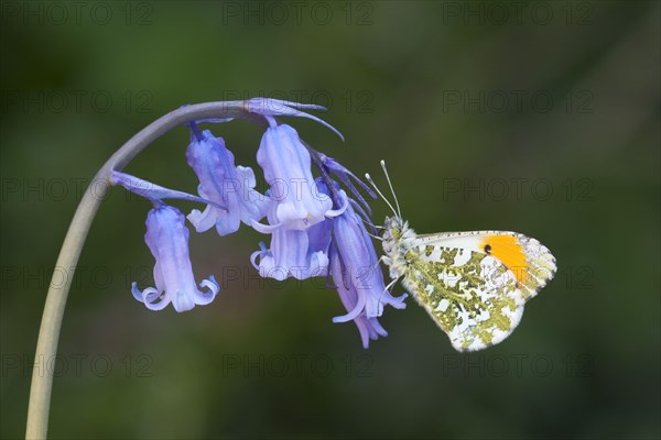 Orange tip