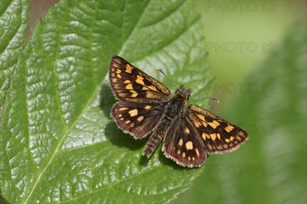 Chequered Skipper adult male