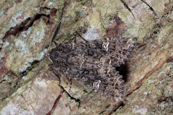 Cabbage Moth