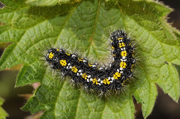 Scarlet tiger moth