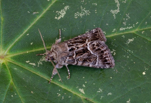 Yellow-winged Lawn Owl