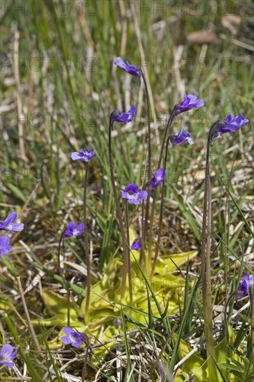 Common Butterwort