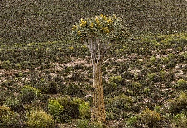 Kokerboom