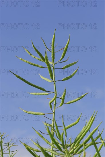 Oilseed Rape