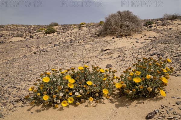 Canary fleabane