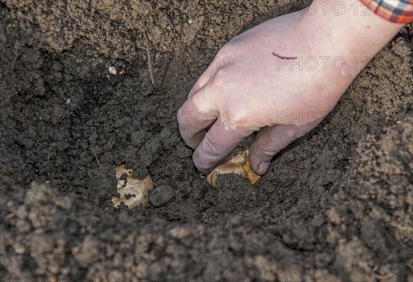 Gardener planting Gladioli