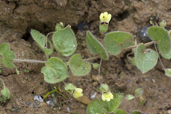 Egg-leaved pennywort