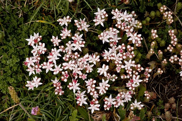 English stonecrop