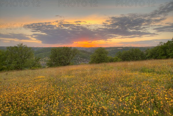 Kidney vetch