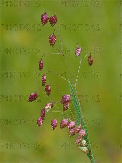 Common Quaking Grass