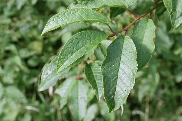 Bird Cherry close-up of leaves