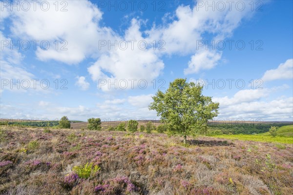 View of moorland habitat with flowering Common Heather