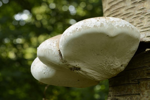 Birch Polypore