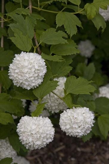 Stuffed guelder rose