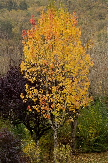 American Sweetgum