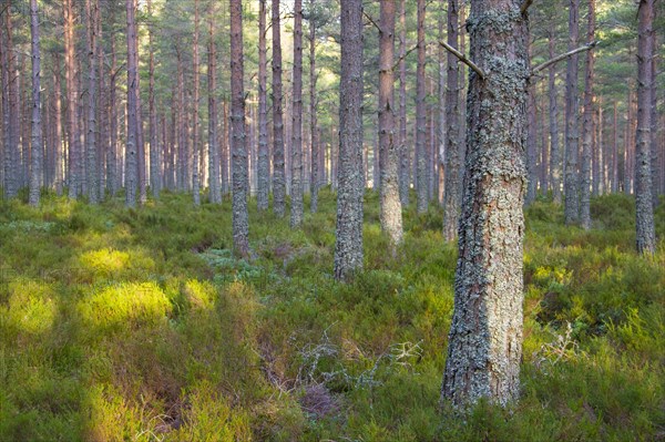 Scots Pine